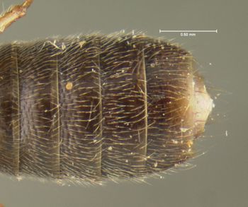 Media type: image;   Entomology 24073 Aspect: abdomen ventral view